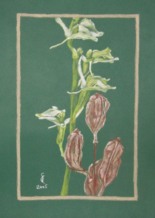 hagymaburok - Liparis loeselii (pasztell)